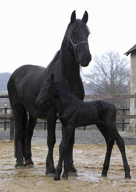 Photo de profil de jessygalop2