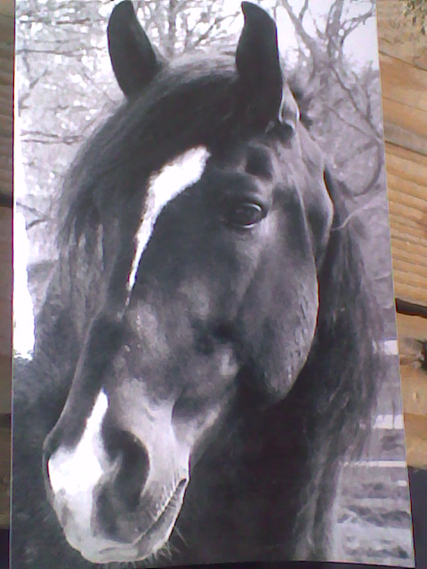 Photo de profil de lili-thomilo