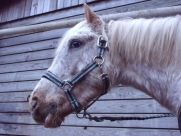 Photo de profil de mlb_78