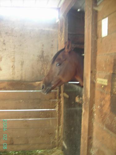 Photo de profil de passionchevaux