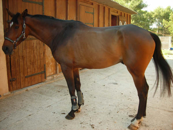 Photo de profil de sylvana