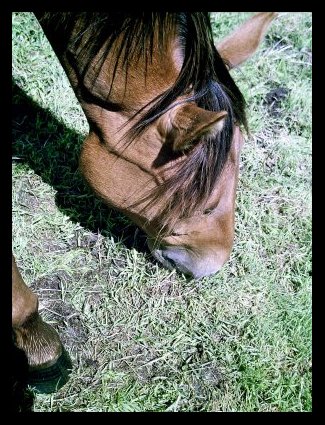 Photo de profil de ananas56