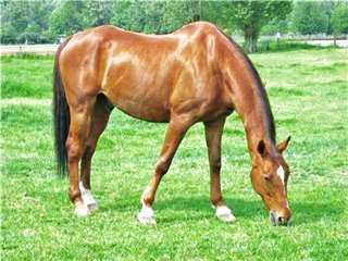 Photo de profil de cachou38