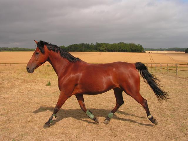 Photo de profil de celinecheval