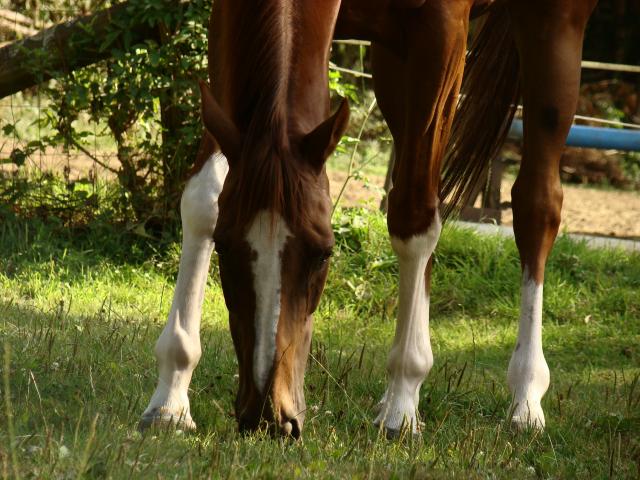 Photo de profil de chaalros