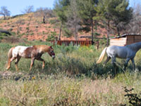 Photo de profil de chevaletnature