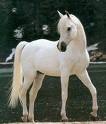 Photo de profil de chevalpassion13