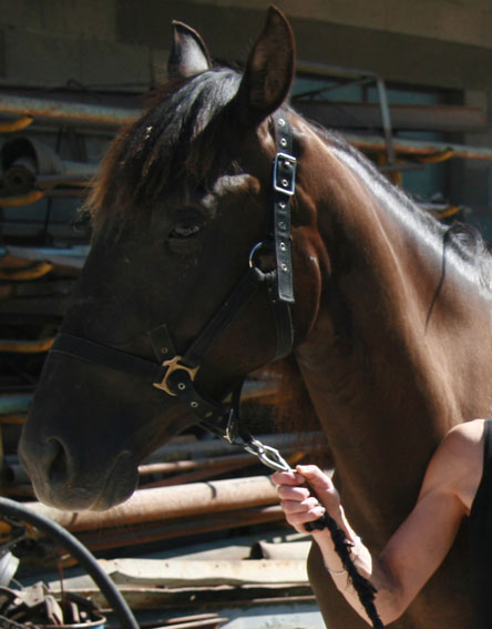 Photo de profil de chevauxlove0204
