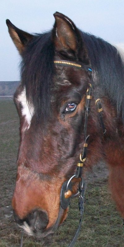 Photo de profil de crypton