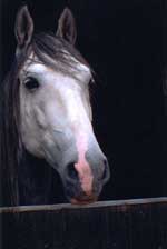 Photo de profil de eclair-luciole