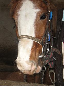 Photo de profil de ehorse