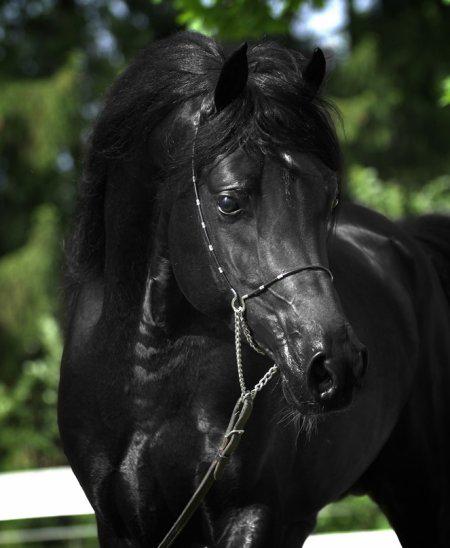 Photo de profil de enolha-cheval