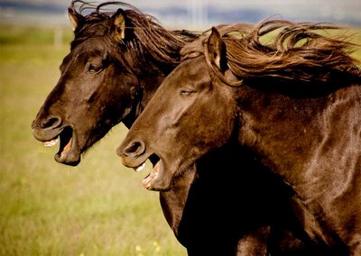 Photo de profil de fanhorse