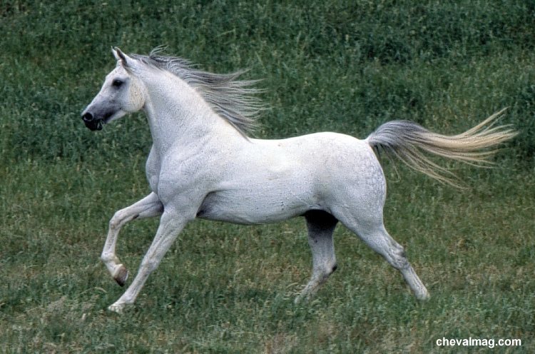 Photo de profil de i-love-horses
