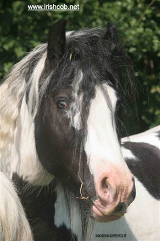 Photo de profil de manza