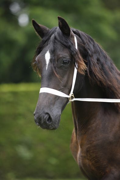 Photo de profil de melys