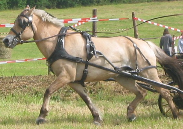 Photo de profil de meneur72