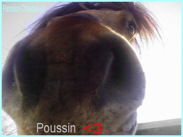 Photo de profil de poliine