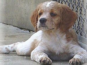 Photo de profil de titecavaliere