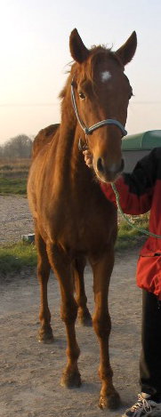 Photo de profil de wolfeus14