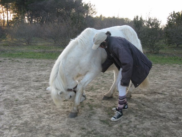 Photo de profil de xchevaux