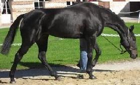 Photo de profil de xx-horse-xx