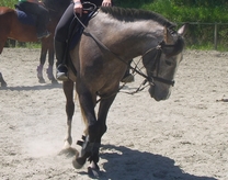 Photo de profil de amour-equin