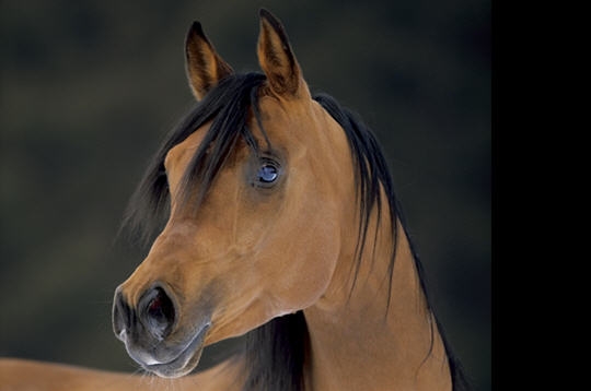 Photo de profil de bawa