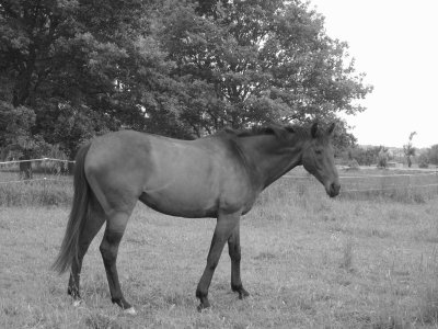 Photo de profil de chamandery