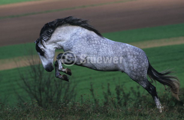 Photo de profil de cheval.espagnol