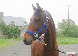 Photo de profil de cheval08170