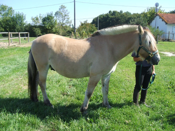 Photo de profil de chevaux-poney