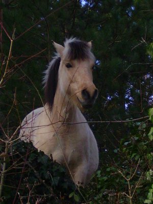 Photo de profil de chevaux24