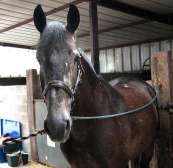 Photo de profil de chevestelle