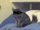 Photo de profil de chinchillamaske