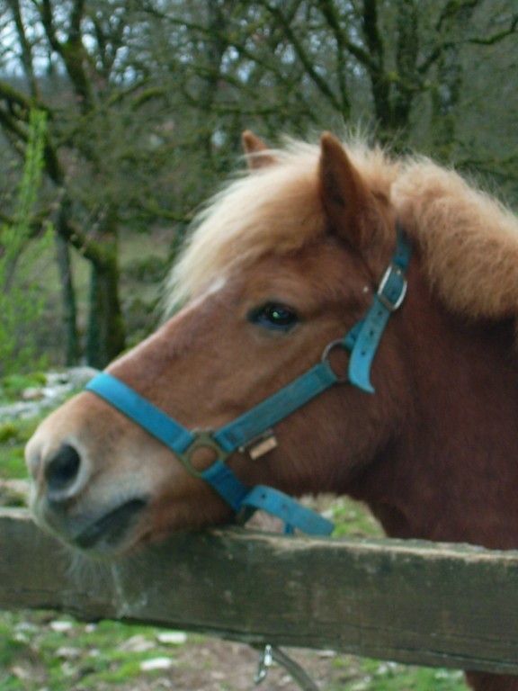 Photo de profil de chisaral