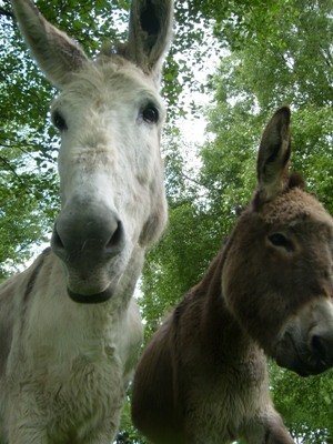 Photo de profil de cocosyl