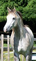 Photo de profil de elevagedegalahad