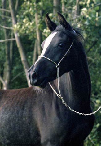 Photo de profil de equipassion-x3