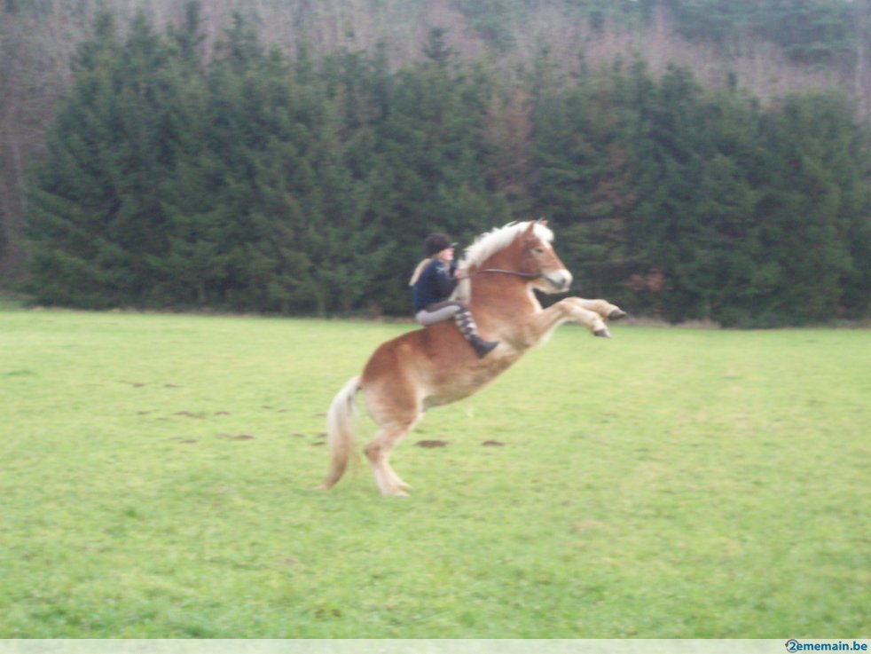 Photo de profil de fandechevaux-x