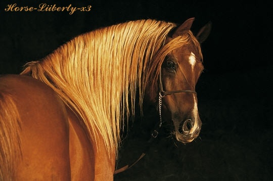 Photo de profil de horse-liiberty-