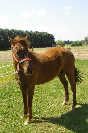 Photo de profil de ilovechevaux84