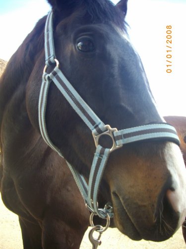 Photo de profil de irish.brave