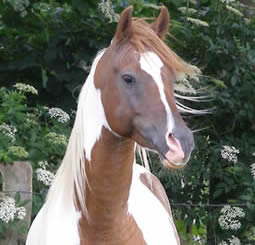 Photo de profil de joost