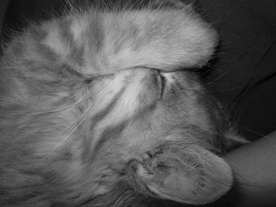 Photo de profil de karaibe