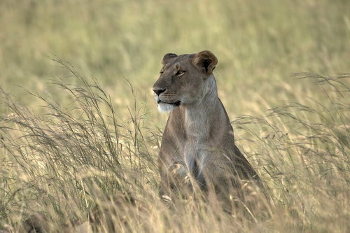 Photo de profil de lavie-sauvage