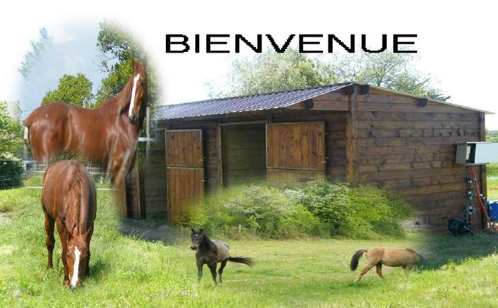 Photo de profil de lhippocampe