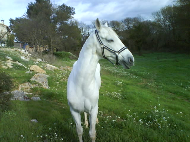 Photo de profil de marceau