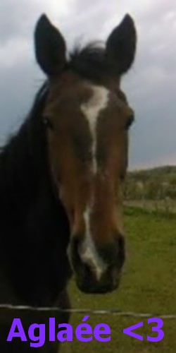 Photo de profil de megane-horses90