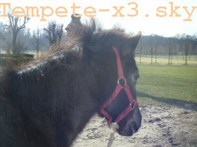 Photo de profil de miiss-tempete